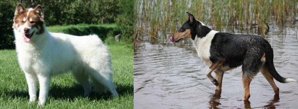 Smooth Collie vs Canadian Eskimo Dog - Breed Comparison