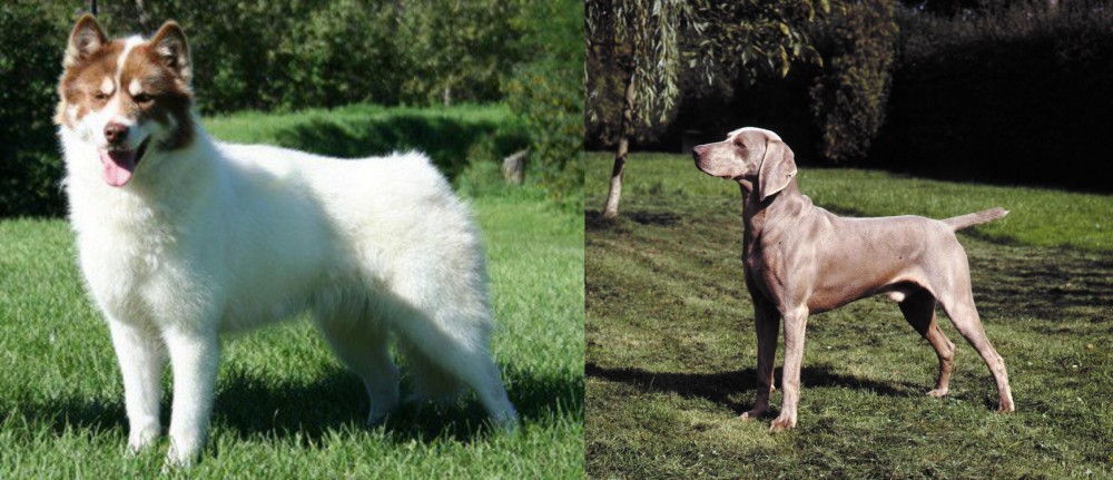 Smooth Haired Weimaraner vs Canadian Eskimo Dog - Breed Comparison