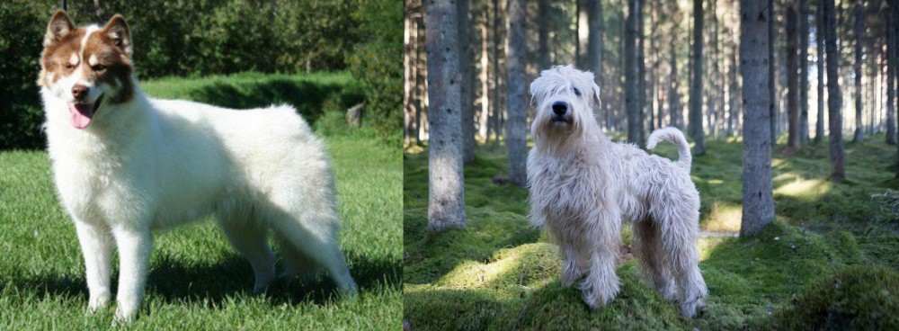 Soft-Coated Wheaten Terrier vs Canadian Eskimo Dog - Breed Comparison