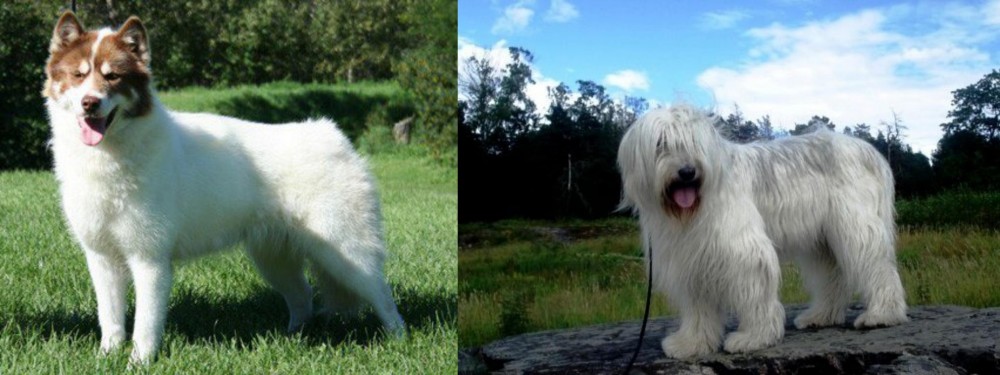 South Russian Ovcharka vs Canadian Eskimo Dog - Breed Comparison