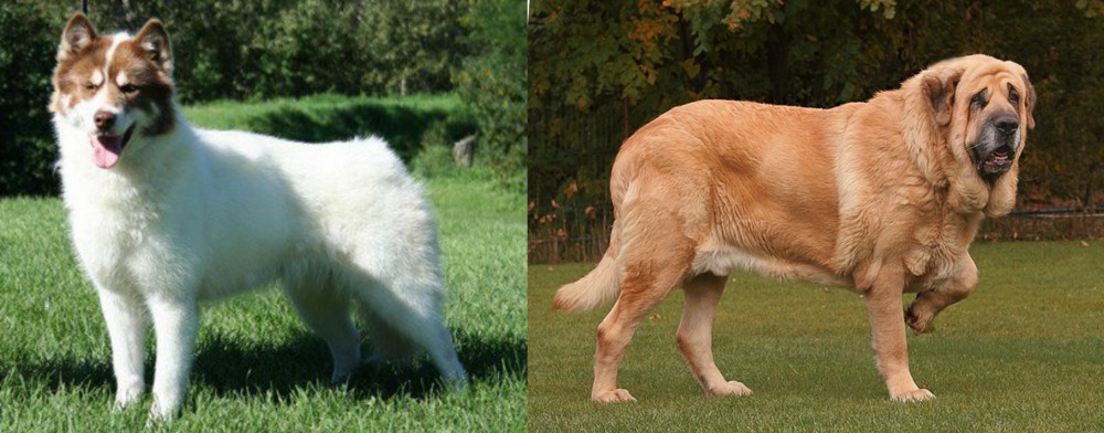 Spanish Mastiff vs Canadian Eskimo Dog - Breed Comparison