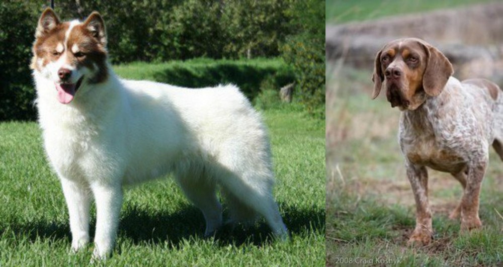 Spanish Pointer vs Canadian Eskimo Dog - Breed Comparison
