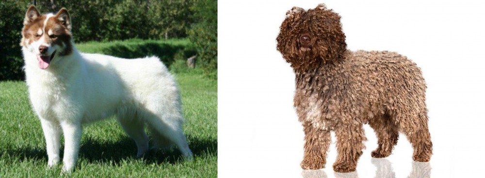 Spanish Water Dog vs Canadian Eskimo Dog - Breed Comparison