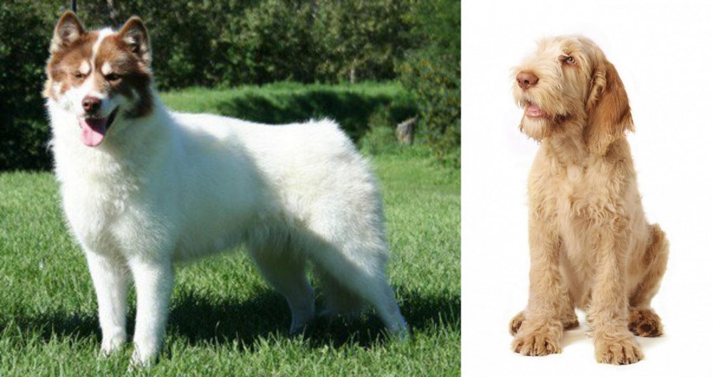 Spinone Italiano vs Canadian Eskimo Dog - Breed Comparison