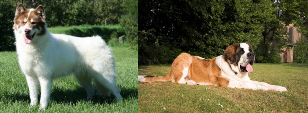 St. Bernard vs Canadian Eskimo Dog - Breed Comparison