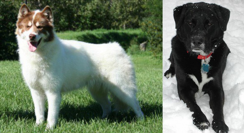 St. John's Water Dog vs Canadian Eskimo Dog - Breed Comparison