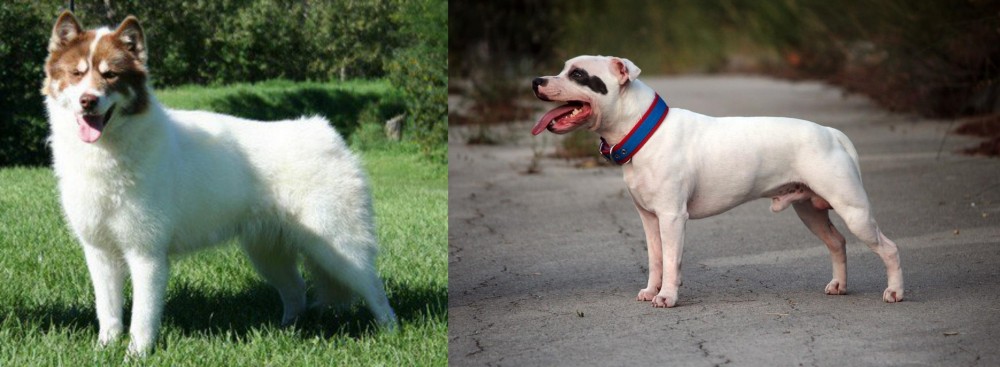 Staffordshire Bull Terrier vs Canadian Eskimo Dog - Breed Comparison