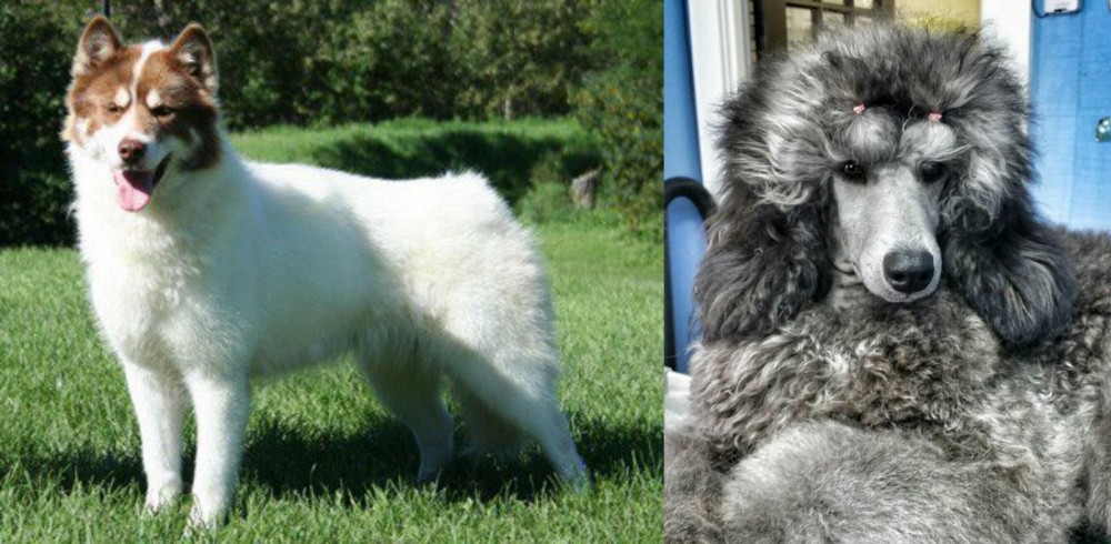 Standard Poodle vs Canadian Eskimo Dog - Breed Comparison