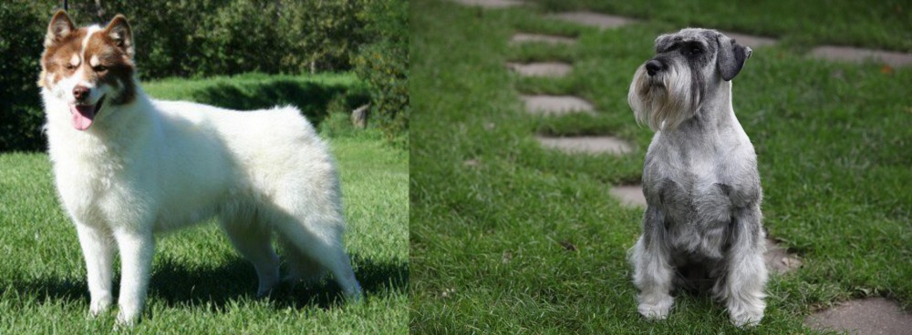 Standard Schnauzer vs Canadian Eskimo Dog - Breed Comparison