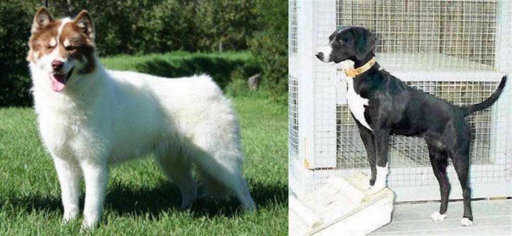 Stephens Stock vs Canadian Eskimo Dog - Breed Comparison