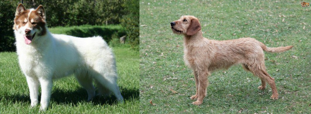 Styrian Coarse Haired Hound vs Canadian Eskimo Dog - Breed Comparison