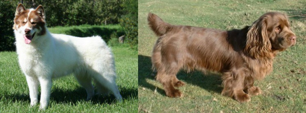 Sussex Spaniel vs Canadian Eskimo Dog - Breed Comparison