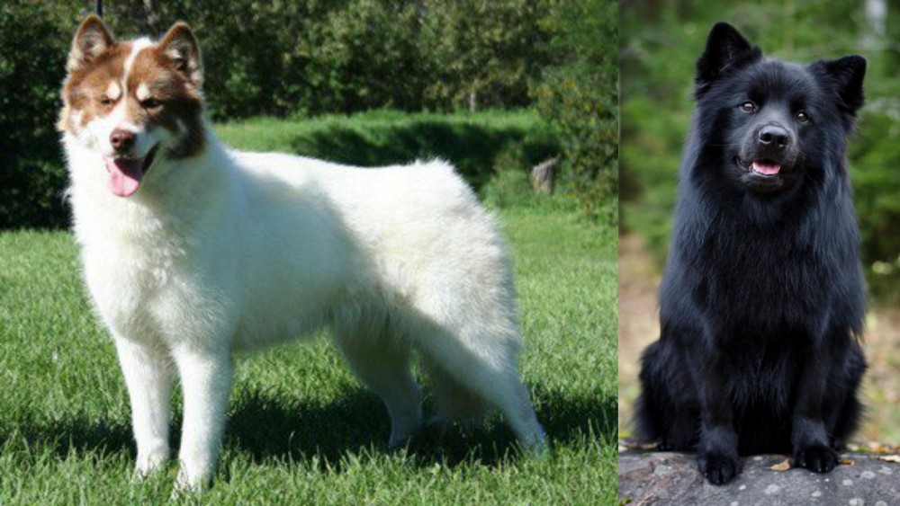 Swedish Lapphund vs Canadian Eskimo Dog - Breed Comparison
