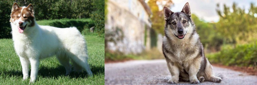 Swedish Vallhund vs Canadian Eskimo Dog - Breed Comparison