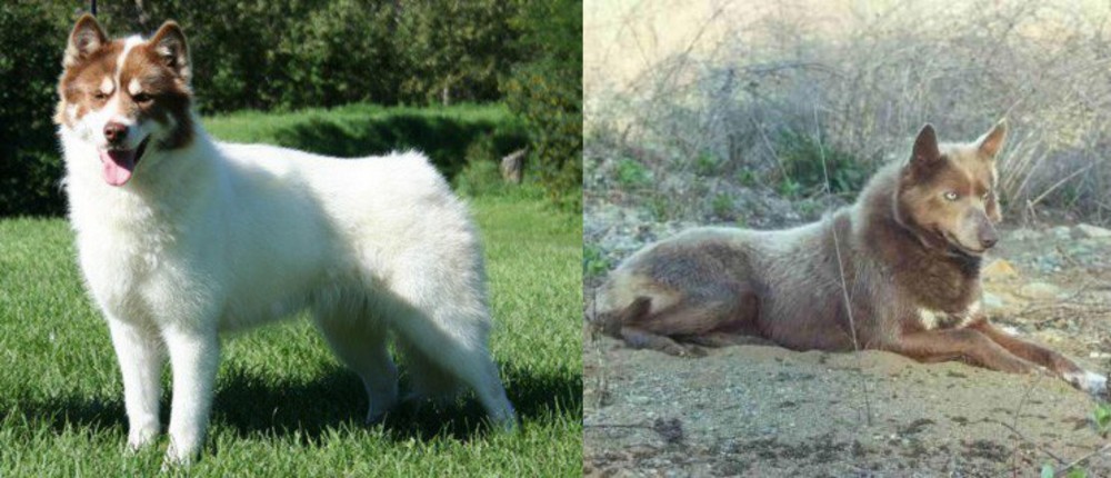 Tahltan Bear Dog vs Canadian Eskimo Dog - Breed Comparison