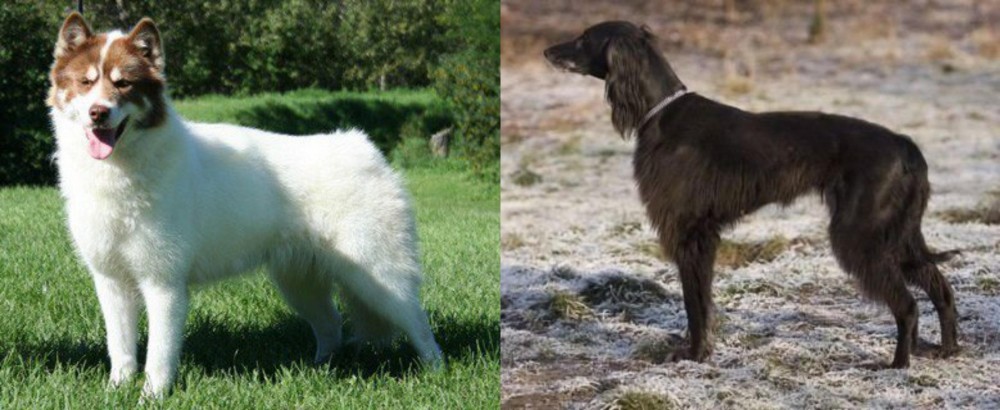 Taigan vs Canadian Eskimo Dog - Breed Comparison