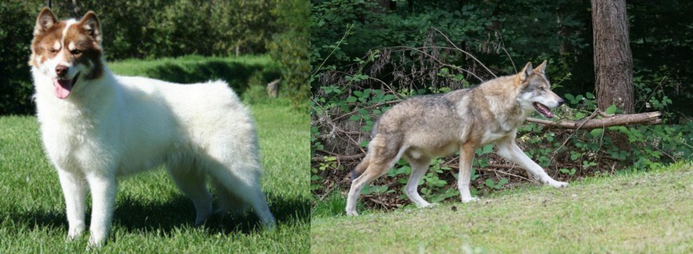 Tamaskan vs Canadian Eskimo Dog - Breed Comparison