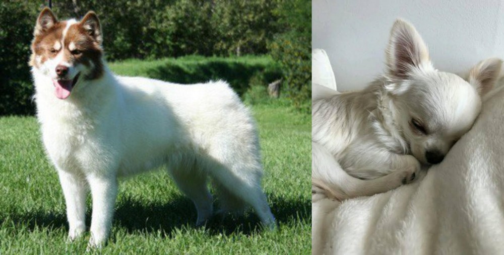 Tea Cup Chihuahua vs Canadian Eskimo Dog - Breed Comparison