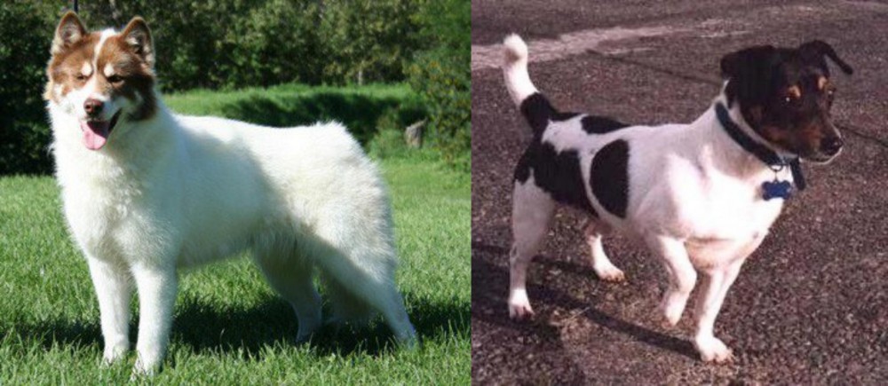 Teddy Roosevelt Terrier vs Canadian Eskimo Dog - Breed Comparison