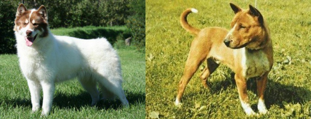 Telomian vs Canadian Eskimo Dog - Breed Comparison