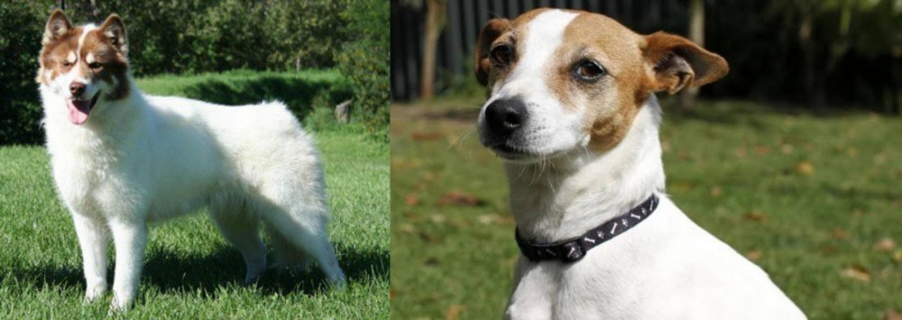 Tenterfield Terrier vs Canadian Eskimo Dog - Breed Comparison