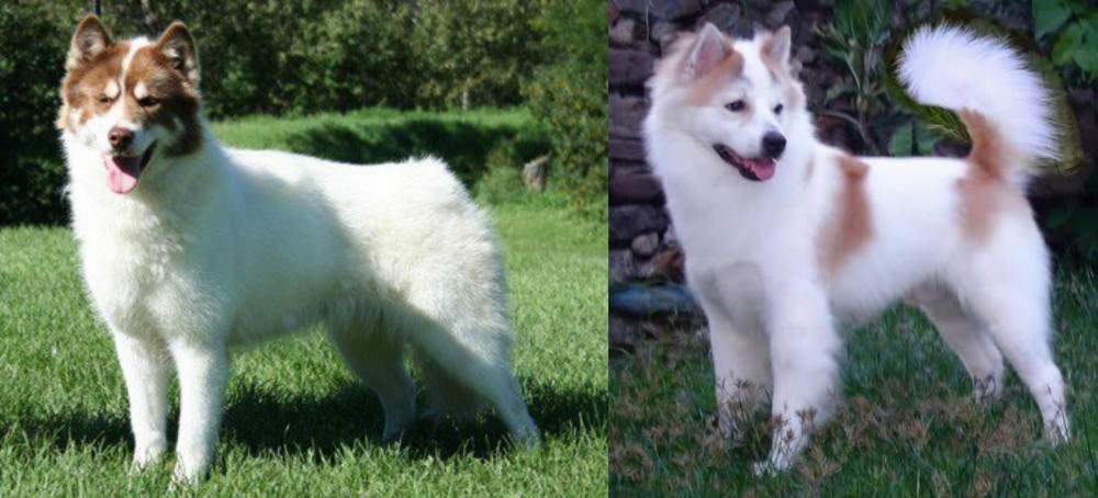 Thai Bangkaew vs Canadian Eskimo Dog - Breed Comparison