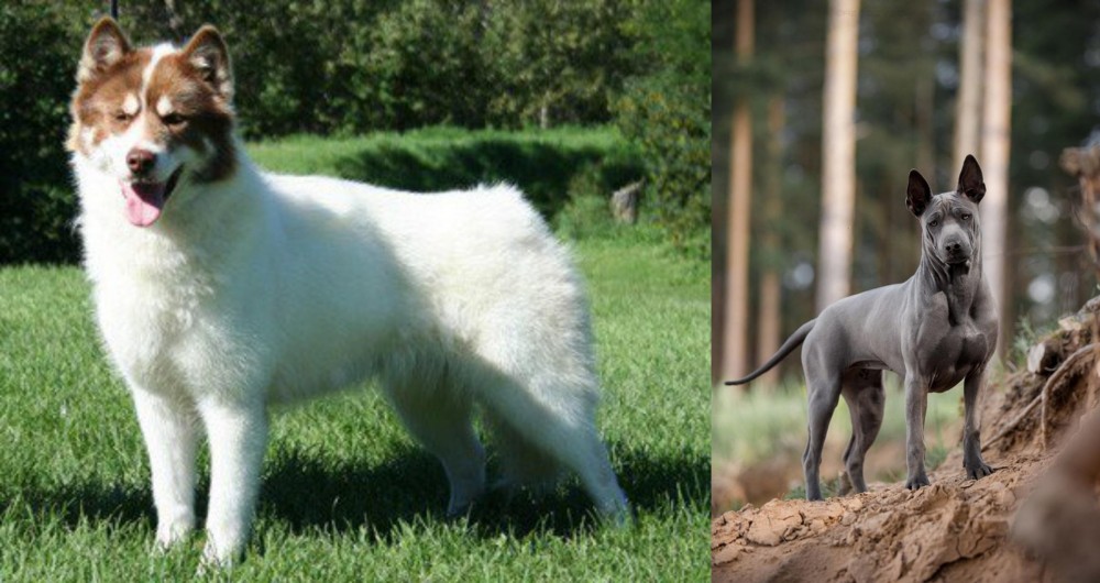 Thai Ridgeback vs Canadian Eskimo Dog - Breed Comparison