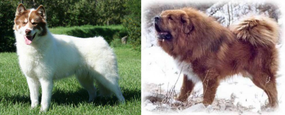 Tibetan Kyi Apso vs Canadian Eskimo Dog - Breed Comparison