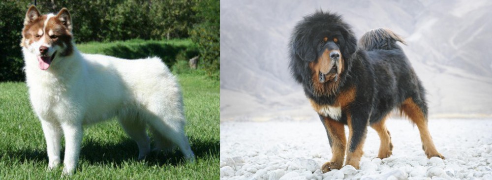 Tibetan Mastiff vs Canadian Eskimo Dog - Breed Comparison