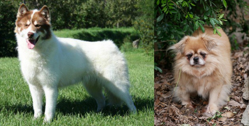 Tibetan Spaniel vs Canadian Eskimo Dog - Breed Comparison