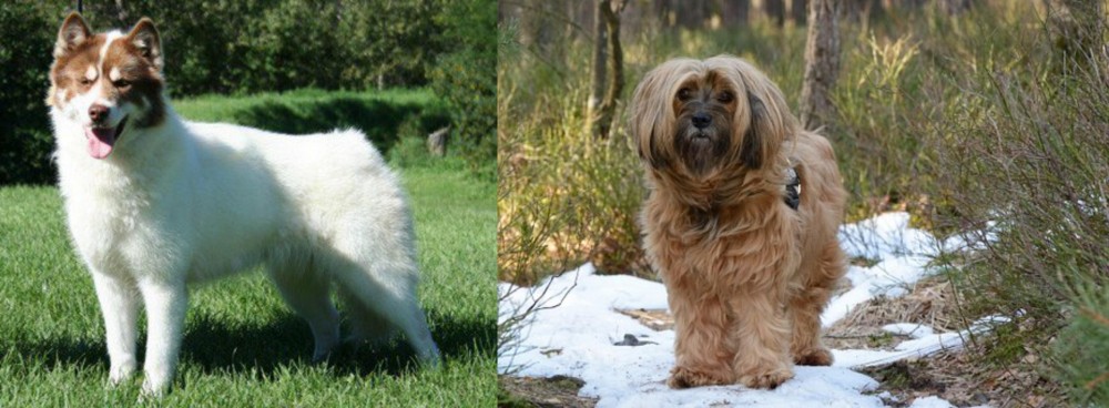 Tibetan Terrier vs Canadian Eskimo Dog - Breed Comparison