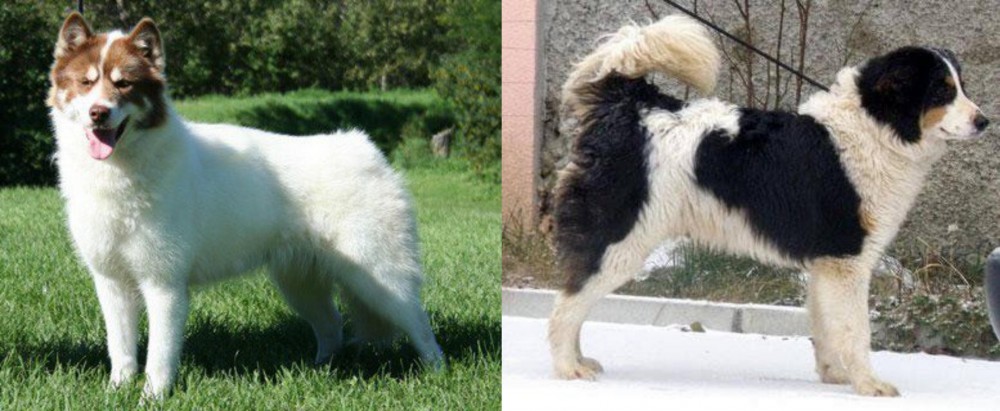 Tornjak vs Canadian Eskimo Dog - Breed Comparison