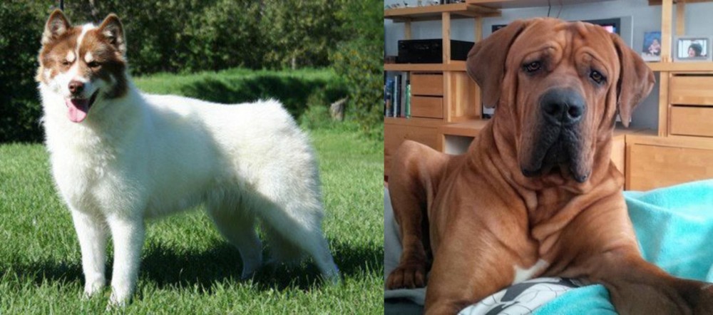 Tosa vs Canadian Eskimo Dog - Breed Comparison