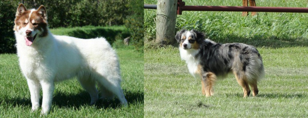Toy Australian Shepherd vs Canadian Eskimo Dog - Breed Comparison