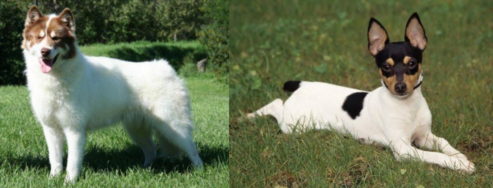 Toy Fox Terrier vs Canadian Eskimo Dog - Breed Comparison
