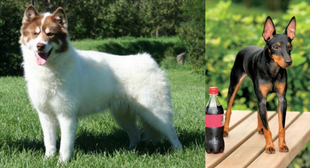 Toy Manchester Terrier vs Canadian Eskimo Dog - Breed Comparison