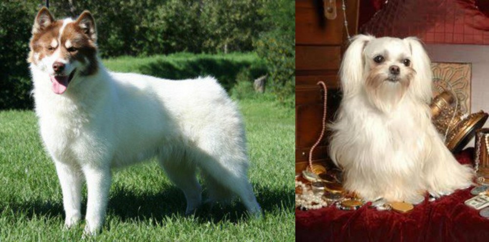 Toy Mi-Ki vs Canadian Eskimo Dog - Breed Comparison