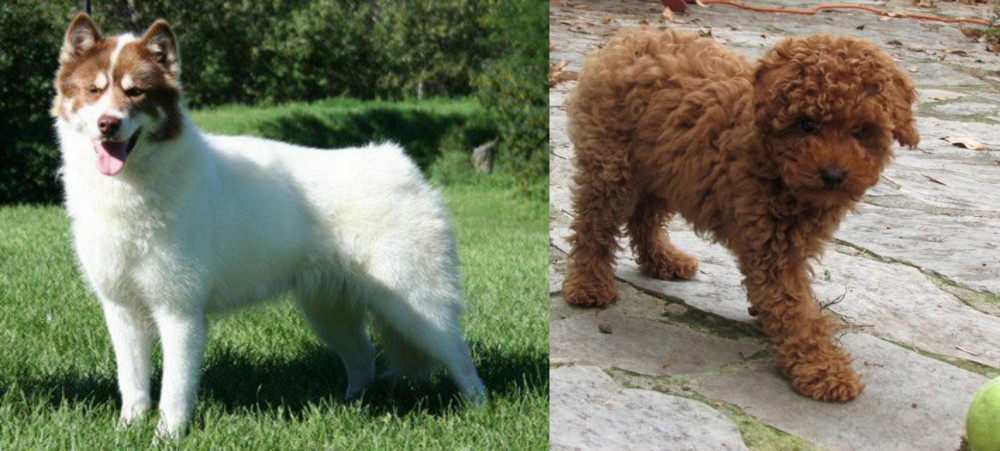 Toy Poodle vs Canadian Eskimo Dog - Breed Comparison