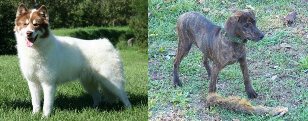 Treeing Cur vs Canadian Eskimo Dog - Breed Comparison