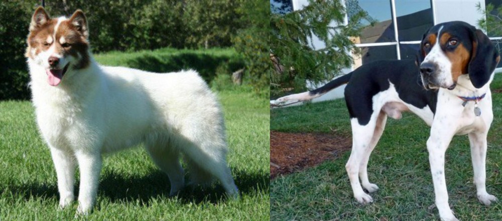 Treeing Walker Coonhound vs Canadian Eskimo Dog - Breed Comparison