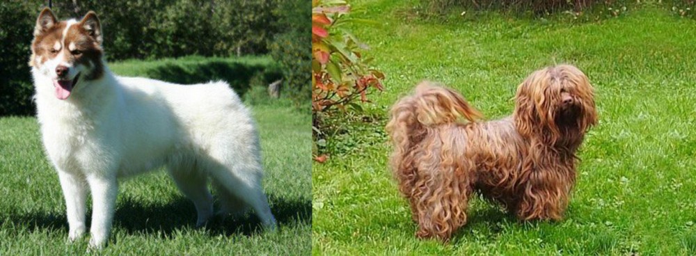 Tsvetnaya Bolonka vs Canadian Eskimo Dog - Breed Comparison