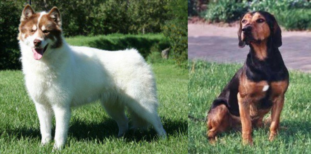 Tyrolean Hound vs Canadian Eskimo Dog - Breed Comparison