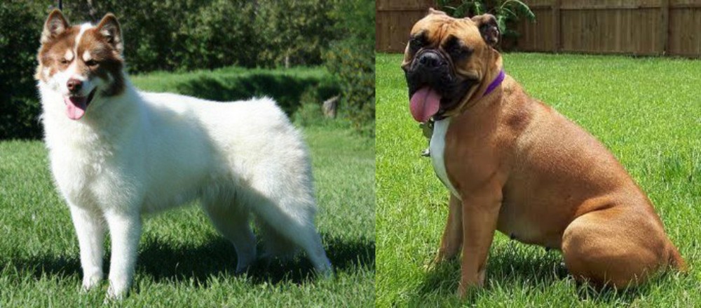 Valley Bulldog vs Canadian Eskimo Dog - Breed Comparison