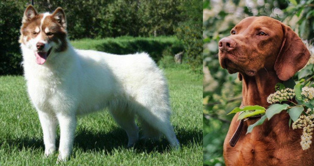 Vizsla vs Canadian Eskimo Dog - Breed Comparison