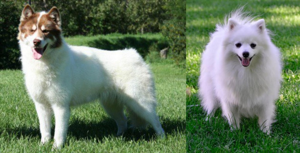 Volpino Italiano vs Canadian Eskimo Dog - Breed Comparison