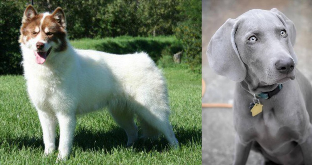 Weimaraner vs Canadian Eskimo Dog - Breed Comparison