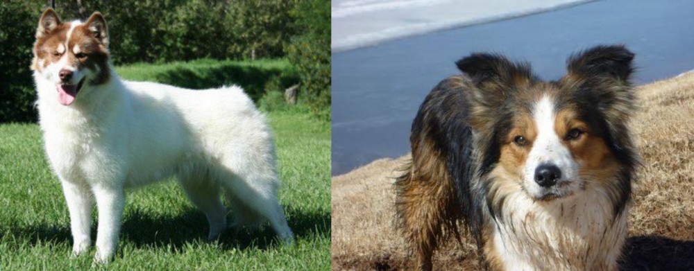 Welsh Sheepdog vs Canadian Eskimo Dog - Breed Comparison