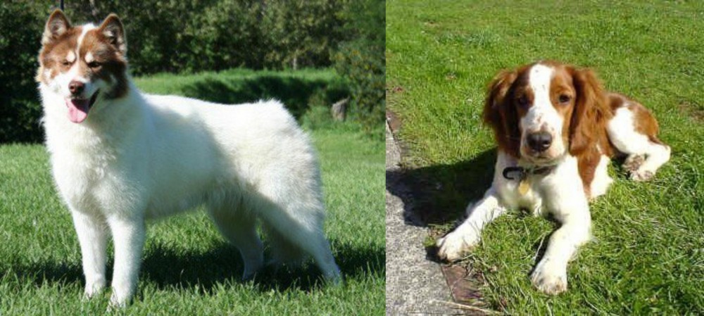 Welsh Springer Spaniel vs Canadian Eskimo Dog - Breed Comparison