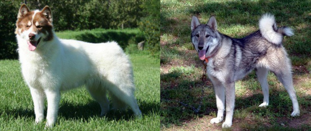 West Siberian Laika vs Canadian Eskimo Dog - Breed Comparison
