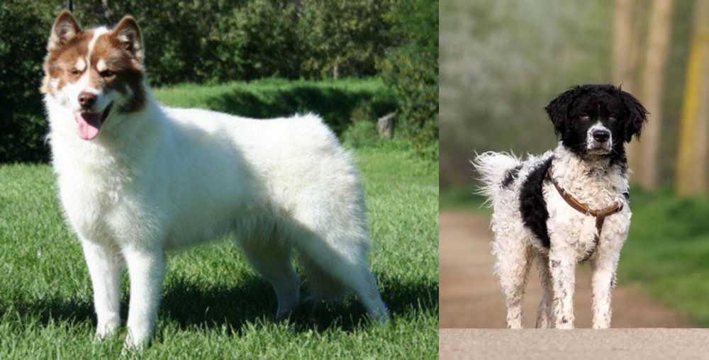 Wetterhoun vs Canadian Eskimo Dog - Breed Comparison